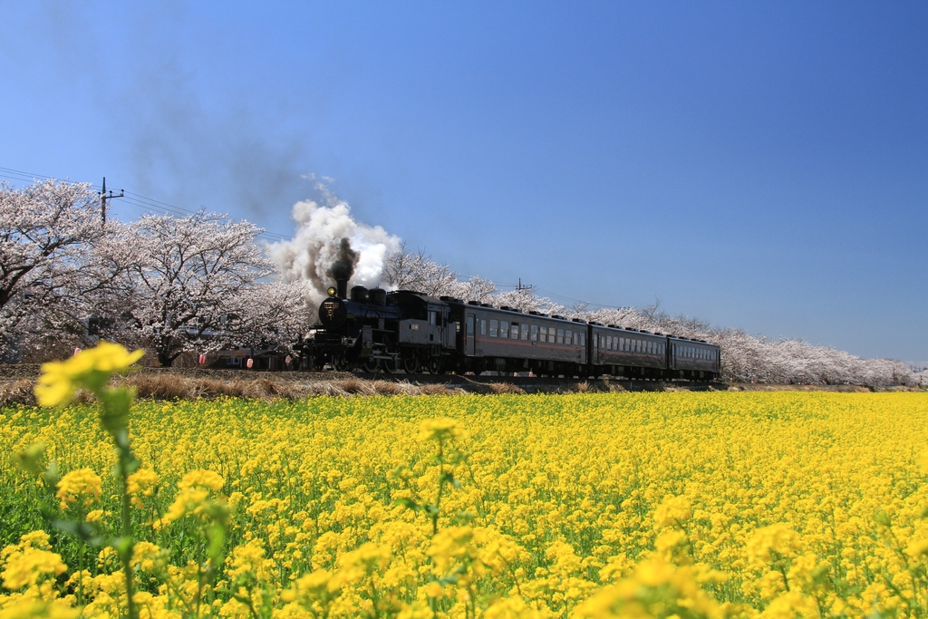 真岡 の トップ 一 万 本 桜 まつり