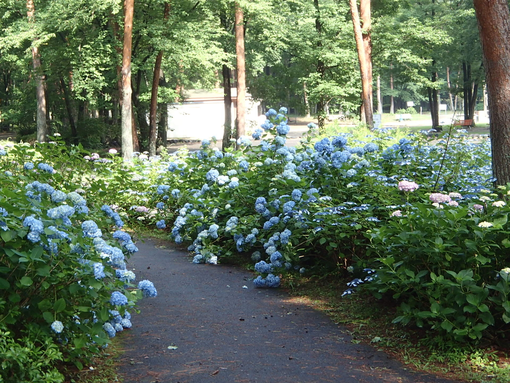 アジサイ(那須野が原公園)の外観