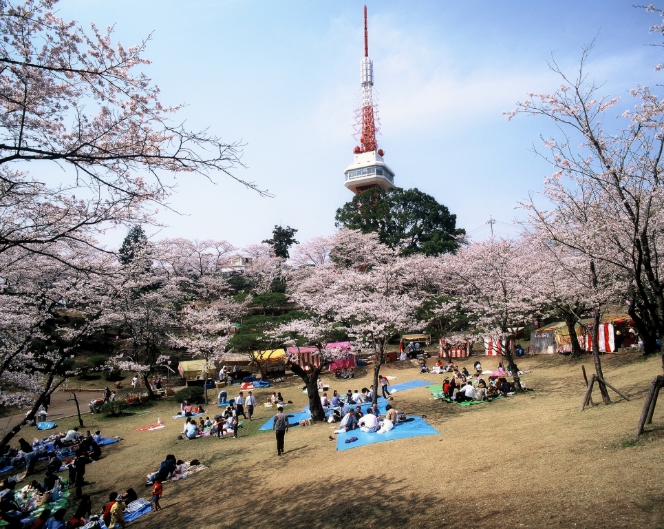 八幡山公園のお花見 とちぎ旅ネット 栃木の観光旅行情報サイト