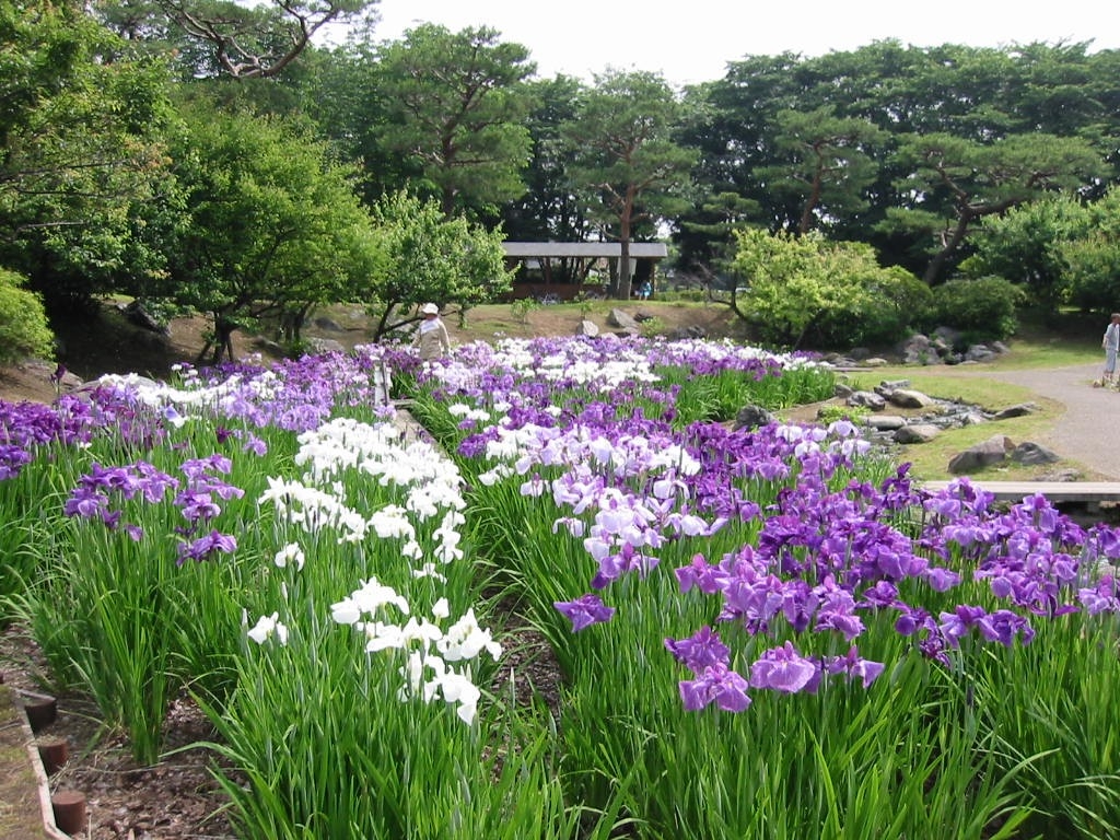 花菖蒲(栃木県総合運動公園)の写真(栃木県宇都宮市)