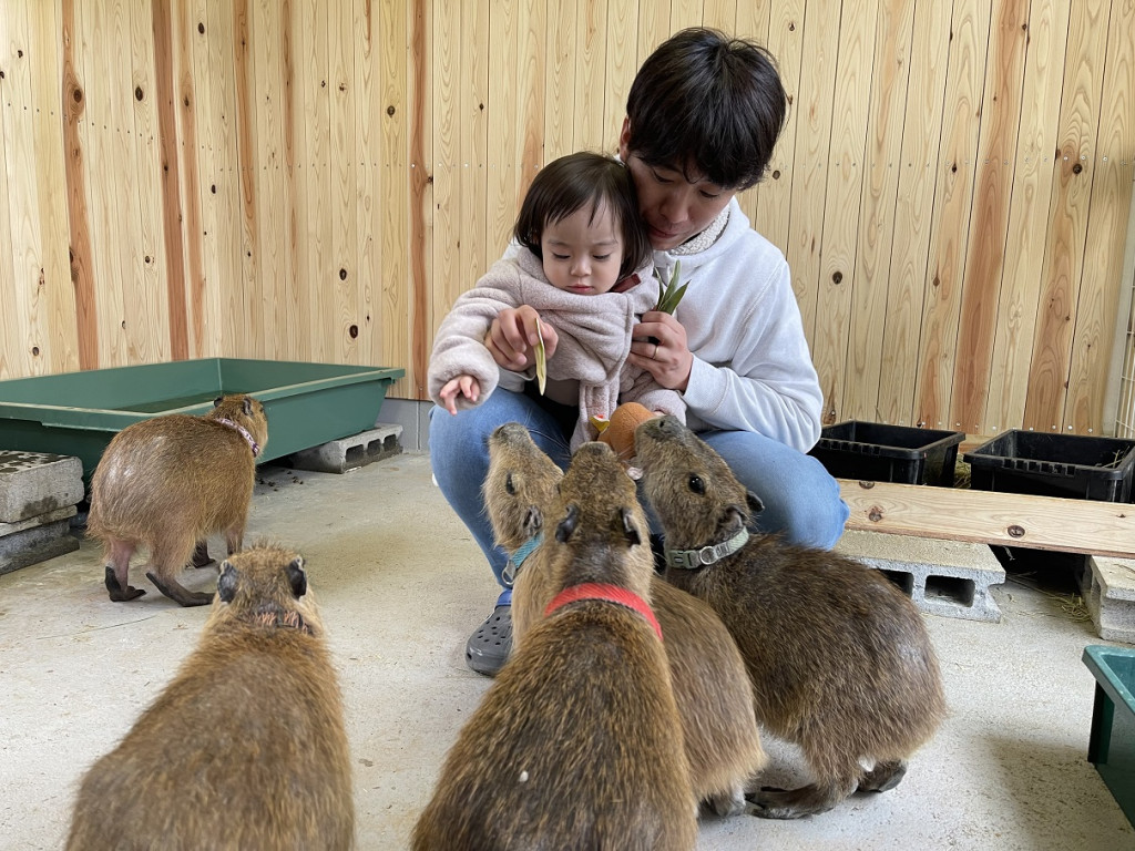 おさるランド 日光さる軍団に新たな仲間ケープペンギン カピバラが加わりました とちぎ旅ネット 栃木の観光旅行情報サイト