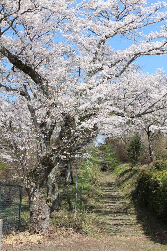 大平崎公園のサクラの写真(栃木県塩谷町)