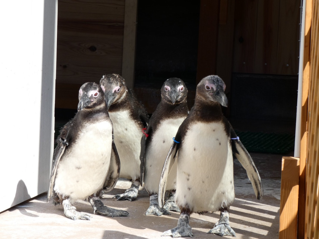 おさるランド 日光さる軍団に新たな仲間ケープペンギン カピバラが加わりました とちぎ旅ネット 栃木の観光旅行情報サイト